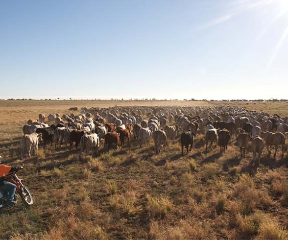 feedlot