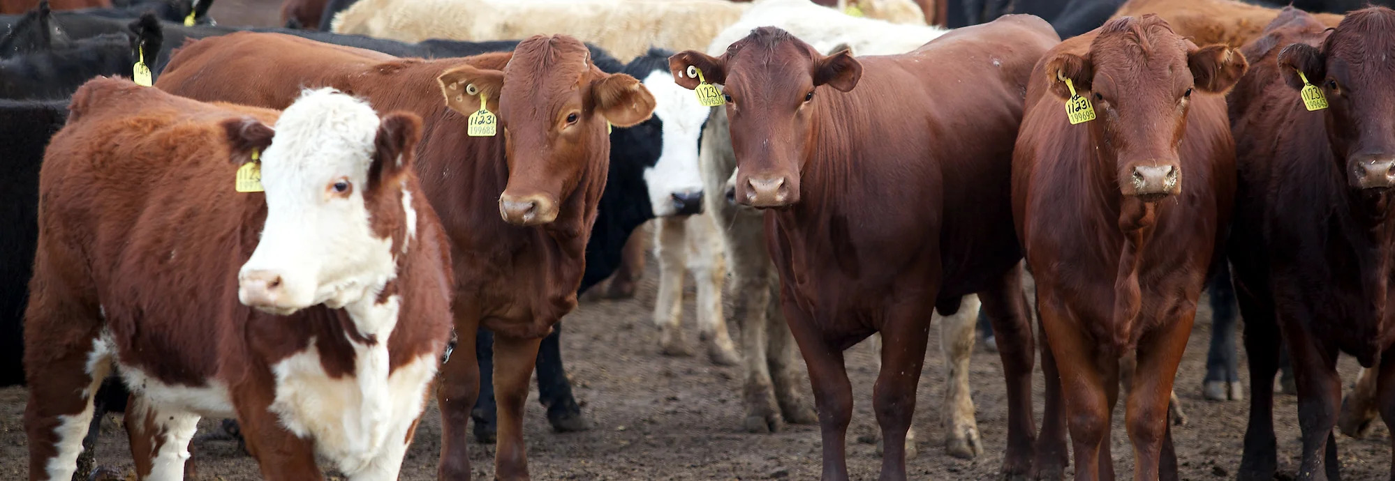 Feedlot