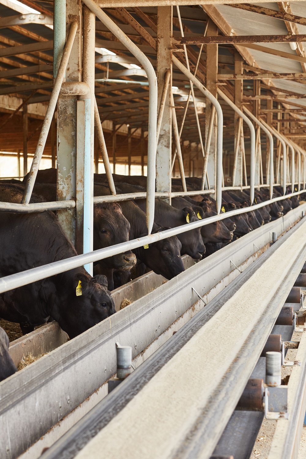 feedlot image